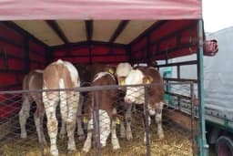 Najavljena intenzivna kontrola prometa stoke u Semberiji