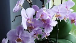 Kako bezbjedno PRESADITI ORHIDEJE i KADA je PRAVO VRIJEME za to