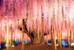 Nestvarna cvjetna bajka: Da li je ovo najljepši park na svijetu? /FOTO/