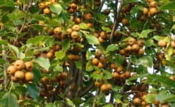 Čaj od divlje kruške pomoć kod dijabetesa, problema sa prostatom i bubrezima