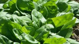 Tajne SPANAĆA: Zdrav je, ali krije jednu ZAMKU koju moramo da znamo