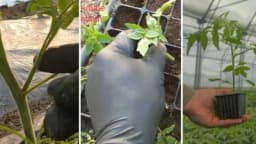 Kako od ZAPERKA napraviti sadnicu PARADAJZA