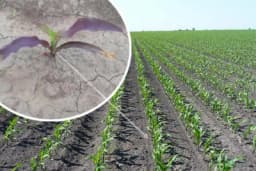 Zaostajanje u rastu i razvoju kukuruza usled vremenskih prilika