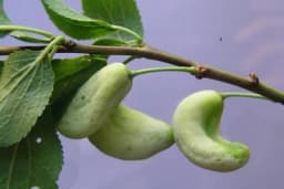 Rogač ŠLJIVE - Bolest od koje se deformišu PLODOVI