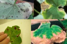 Najopasnije bolesti MUŠKATLI