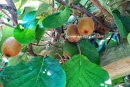 Šta je potrebno da bi kivi uspijevao kod nas?