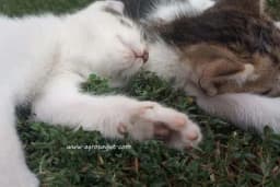 Zašto mačke vole spavati vlasnicima pod nogama