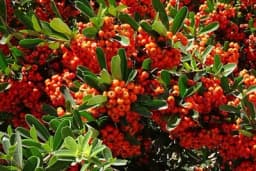 Ovo su BRZORASTUĆE žive ograde za dvorište i terasu