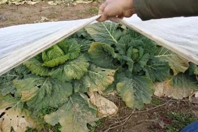 biljek-uništene-od-mraza