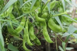 Nepravedno zapostavljene sorte mahunarki