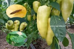 Kalifornijski trips smanjuje prinose i do 70% - OBAVEZNA ZAŠTITA!