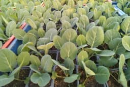 Rasađivanje kasnog kupusa i njega usjeva