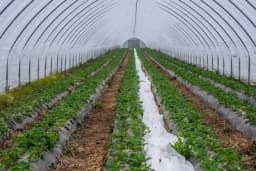 Grijanje povrća u plastenicima u Holandiji preskupo ove zime?