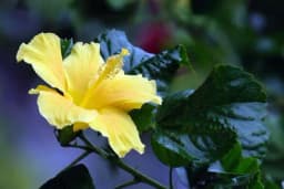 Ovih šest biljaka treba orezati u maju kako bi podstakli novo cvjetanje i bogat rast