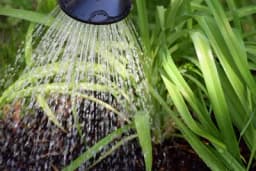 Za bolje cvjetanje i rast dodajte ASPIRIN u vodu za zalivanje biljaka