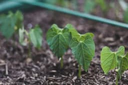 Kako dužina dana utiče na rast i razvoj biljaka?