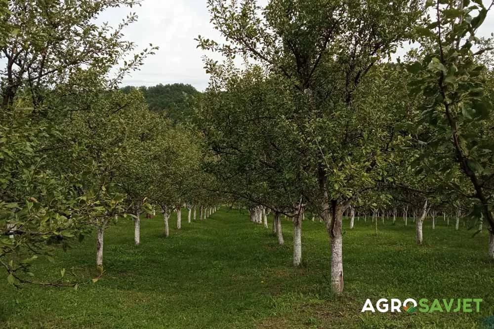 sadnja voćaka