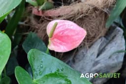 ROZE BILJKE koje će krasiti svaki enterijer: One domu donose eleganciju