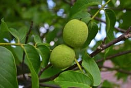 Zašto je bolje saditi kalemljeni orah?