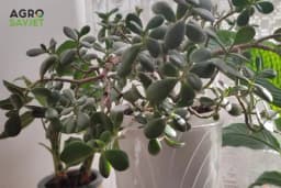 Krasula će rasti i cvjetati kao nikada, samo pomešajte ova dva sastojka iz kuhinje i sipajte ih u saksiju