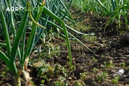 10 najboljih POVRTARSKIH VRSTA za uzgoj u APRILU: Saznajte kako ih posaditi i uživajte u SVJEŽIM PLODOVIMA svoga rada