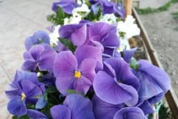 10 vrsta cvijeća koje uspješno može cvjetati na terasi tokom čitavog ljeta