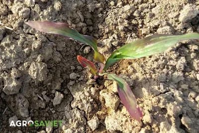 ljubičasta boja lista kukuruza