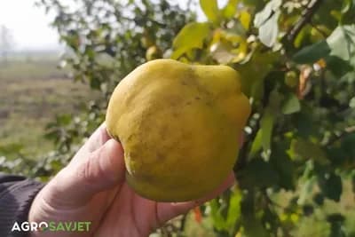 Čuvanje plodova dunje