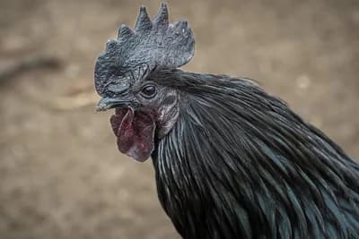 Ayam cemani