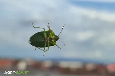 Smrdibuba stoji na staklu prozora, gledajući prema unutrašnjosti kuće