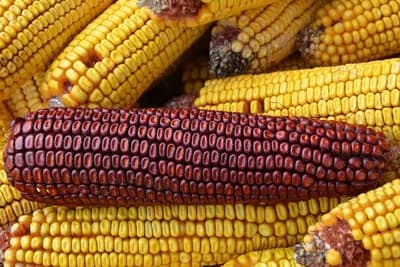crveni kukuruz