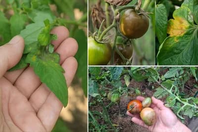 Kasna plamenjača u avgustu? Evo kako da zaštitite paradajz i spriječite štetu!