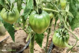 Kako da paradajz pocrveni - najčešće greške koje usporavaju sazrijevanje