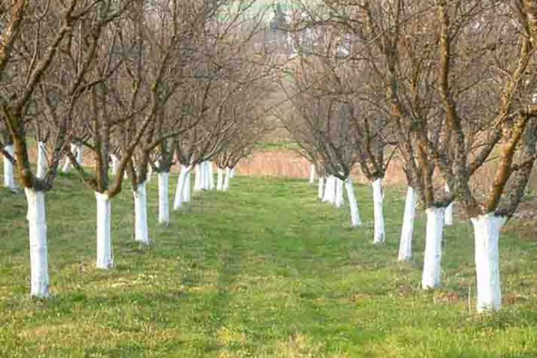 Kako zaštititi voćke od mraza i niskih temperatura