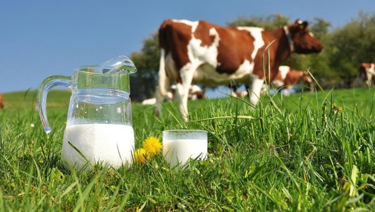 Na Palama moguća proizvodnja 30.000 litara mlijeka mjesečno – Bilećki Pađeni spreman da otkupi sve raspoložive količine