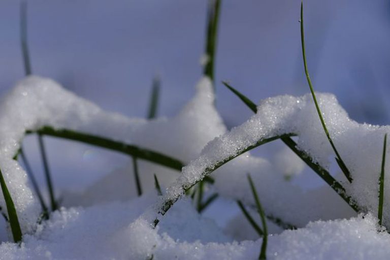 Kako snijeg i minus utiču na poljoprivredne kulture