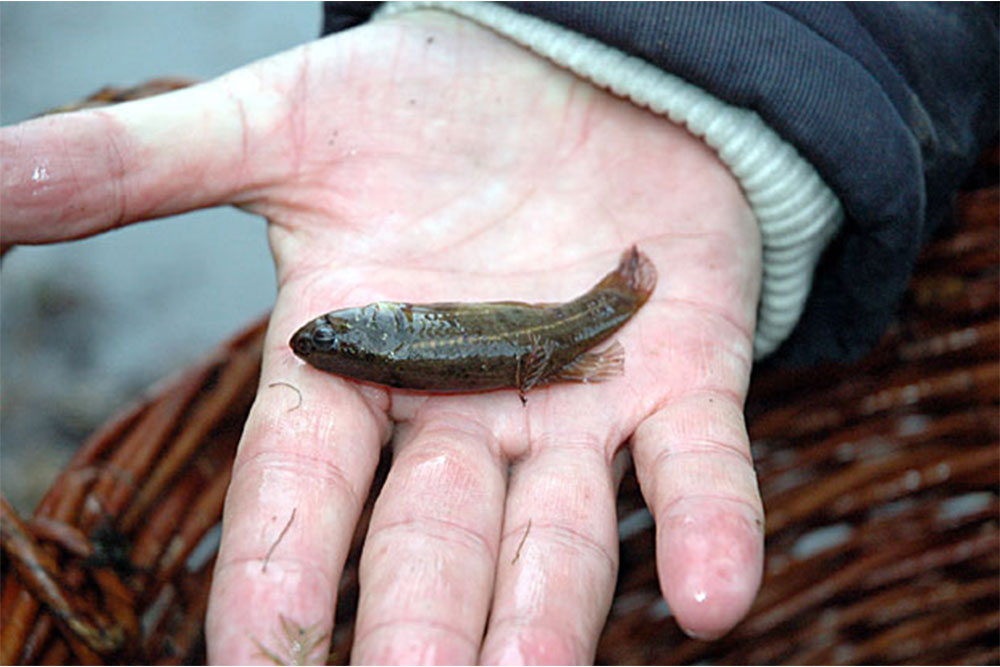 Prirodni rezervat Gromiželj u Semberiji : Riba stara 450 miliona ...