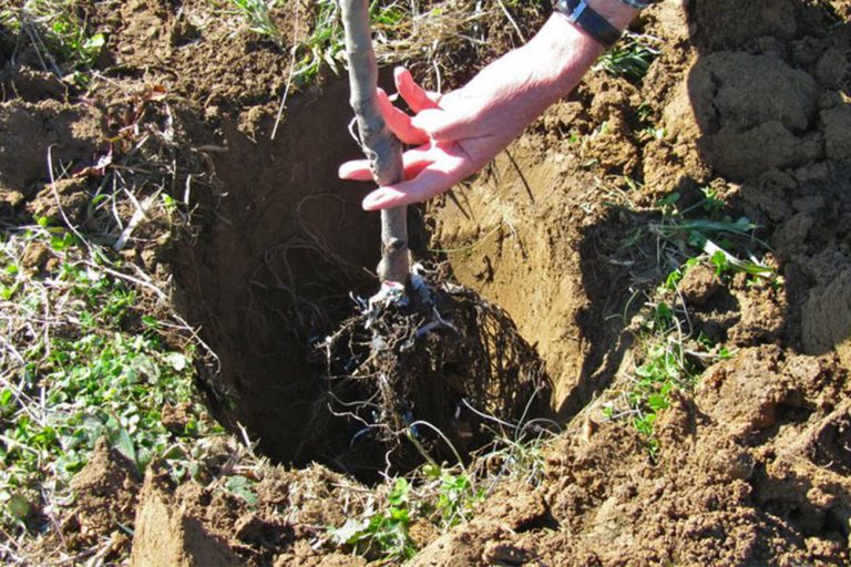 Proljećna sadnja voćaka – Kada i kako se obavlja!