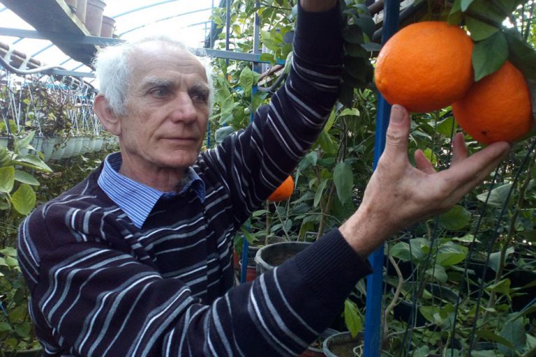 Berba južnog voća u Lijevču: Narandže i limun najbolje rodili