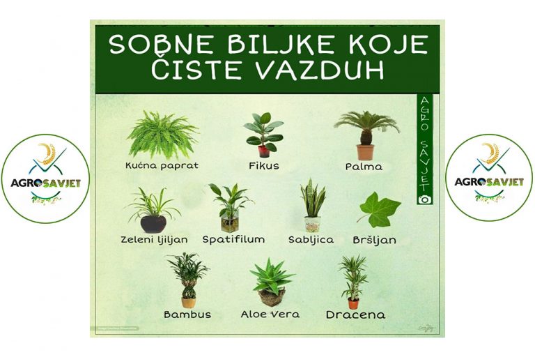 Sobne biljke koje čiste vazduh /FOTO/