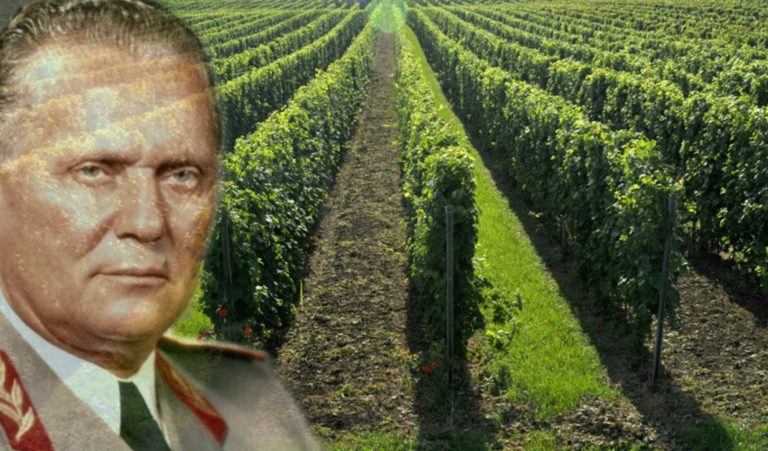 Carska žilavka ponovo u Titovim vinogradima