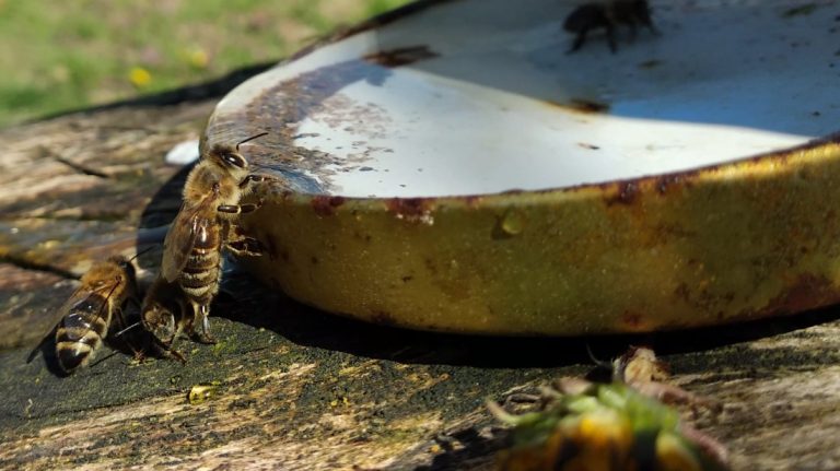 Pčelama prijeti izumiranje – nešto loše se dešava