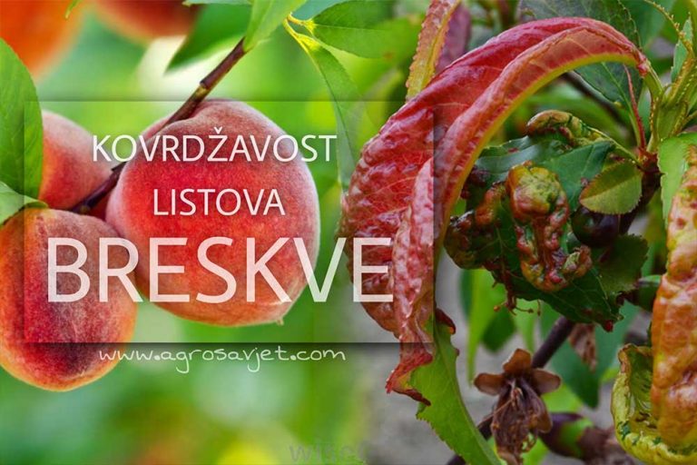 Kovrdžavost lista breskve – Kako sprovesti zaštitu?