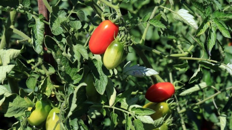 Evo kako da u jesen pravilno skladištite paradajz