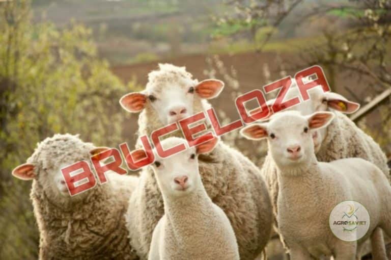Bruceloza – Kako se boriti protiv ove bolesti?