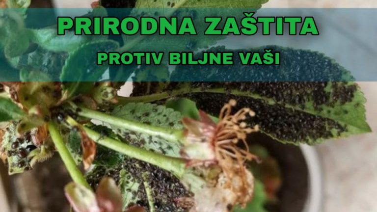 Biljne vaši – suzbijanje na prirodan način