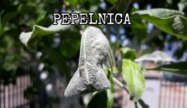 Pepelnica jabuke i kruške – ZAŠTITA