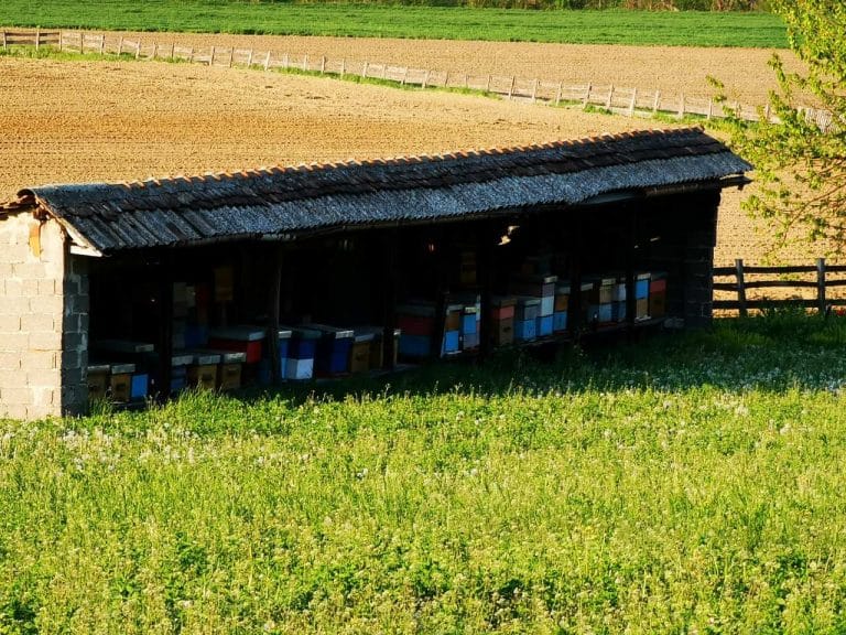 PČELARI ZBRAJAJU ŠTETE, VINOGRADARI GLEDAJU U NEBO Kišovito i hladno proljeće zabrinulo poljoprivrednike