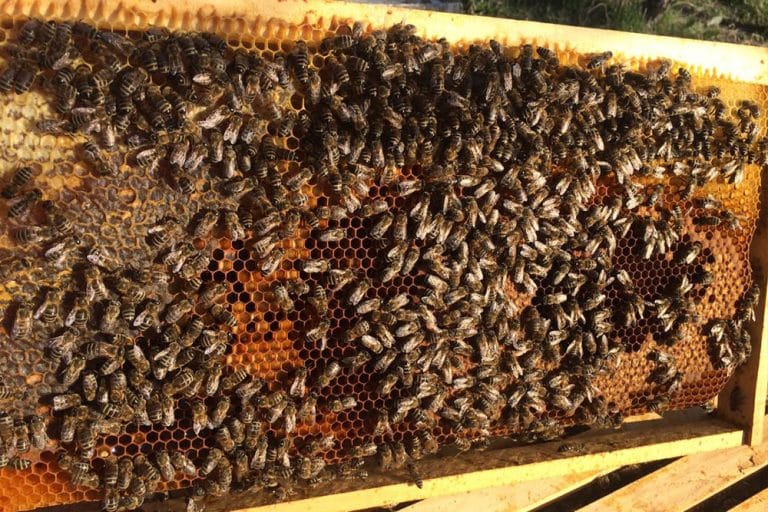 Pčelinjak u oktobru: Završiti sve započete poslove i pripremu pčele za zimu