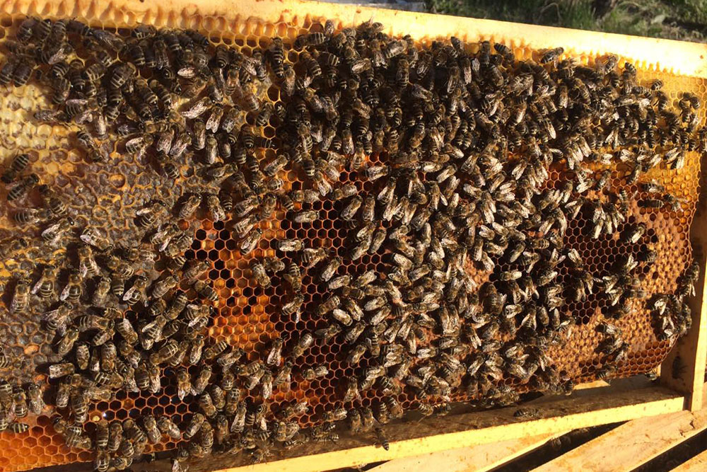 varoa u pčelinjaku